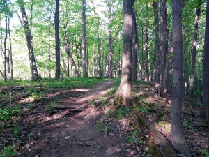A picturesque portion of the trail at dawn, running through Brock University grounds.  This section was dry and solid, a welcome rarity on this portion of the Bruce.