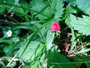 Wild Strawberries sprung up like weeds all around us.  There will be some happy rabbits here for the next few weeks.